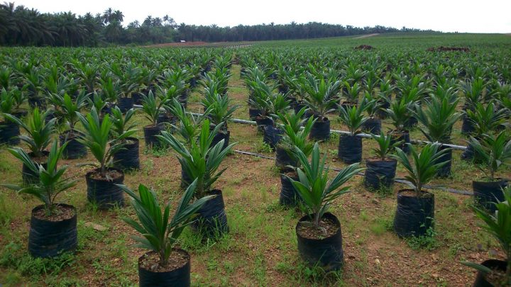 Stolen land: Nigerian villagers want their land back from Wilmar ...