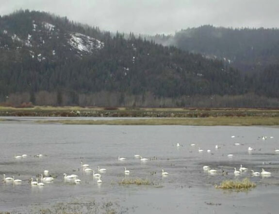 tundra-swans-in-cda-basin-usfws