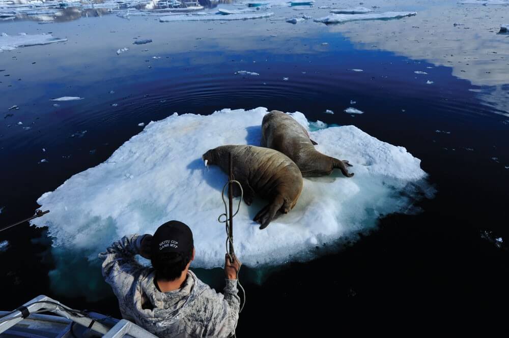 Ricky Kilabuk hunts walruses near Cape Mercy at the mouth of Cumberland Sound on Baffin Island.