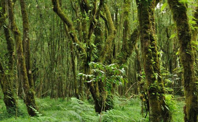 Sheka Forest (Photo: Will Baxter)