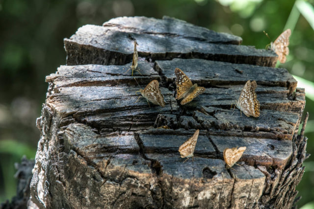 A grouping of Tawny Emperor 