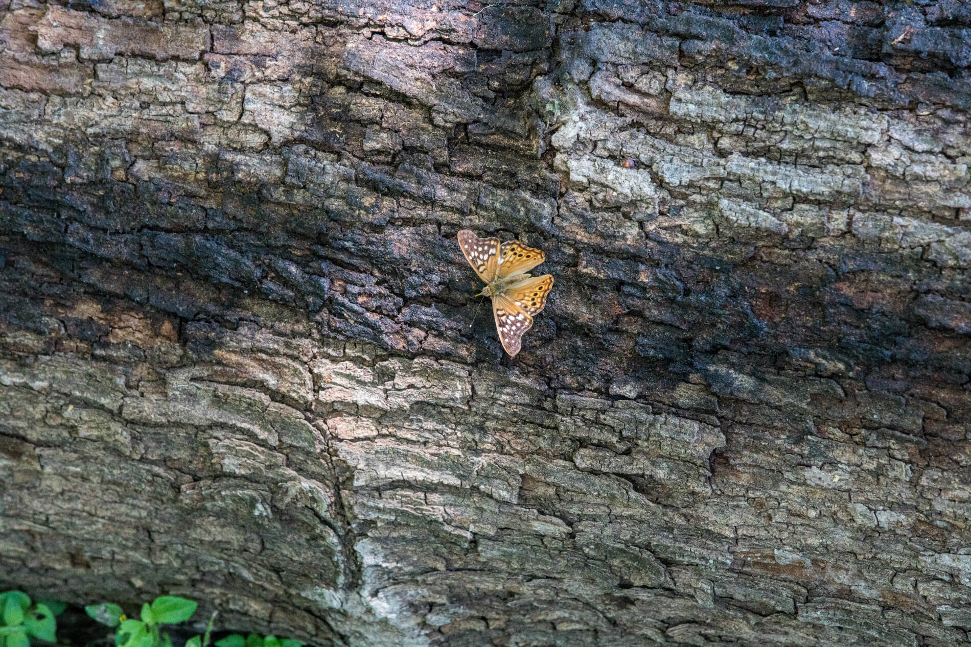 A Tawny Emperor on the grounds of the National Butterfly Center.