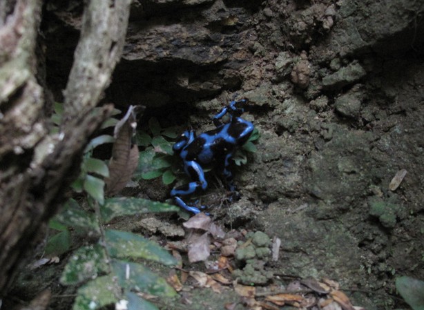 A blue morph poison dart frog (dendrobates auratus), unique to the region.